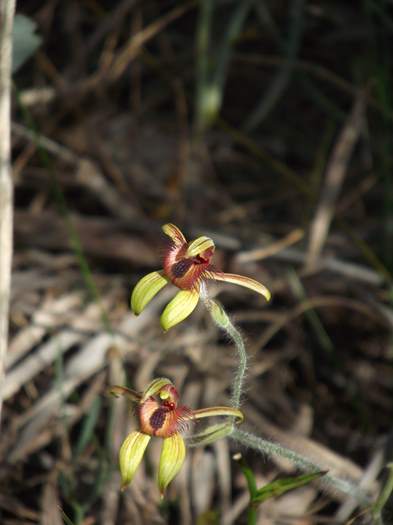 Caladenia discoidea - Dancing spider orchid wireless_hill_070.JPG